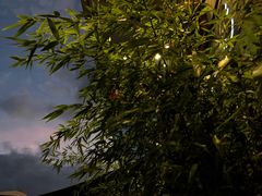 -福照楼汽锅鸡·云南特色菜(万达广场店)