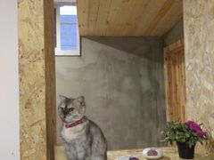-猫色咖啡·猫咖