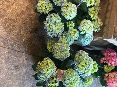 -双季花艺园艺市场(浦东店)