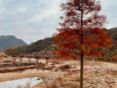 -小芝红树林