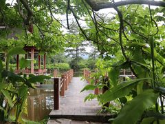 -中国科学院西双版纳热带植物园
