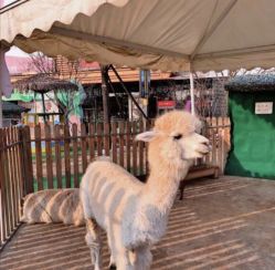 -萌宠亲子动物乐园(槐房万达店)