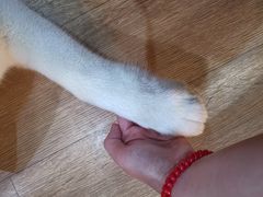 -Husky Go! 哈士奇体验馆·宠物咖啡厅狗咖