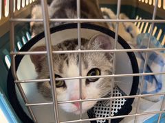 -瑞派·关忠动物医院·猫专科·犬专科(三环新城店)