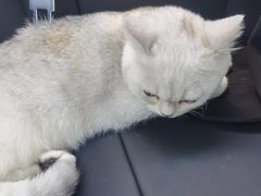 -lincat·猫舍(广州店)