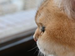 -有喵·猫咖·狗咖·30几只猫10只小狗(岗厦店)
