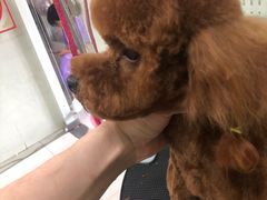 -顺强宠物诊所·狂犬免疫·夜诊·骨科(嘉定店)
