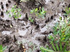 -东寨港红树林旅游区