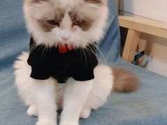 -猫十亿·布偶金渐层·曼基康矮脚猫舍(青年路店)