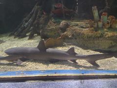 -太平洋海底世界