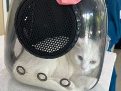-凯瑞希宠物医院·狂犬免疫·微创·皮肤科