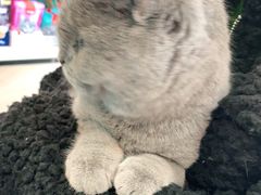 -安安宠医·安宠宠物医院