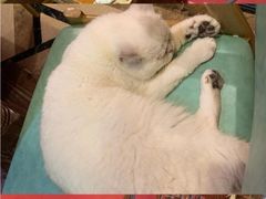 -猫色咖啡·猫咖