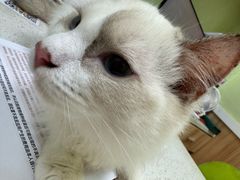 -瑞鹏宠物医院·夜间急症·心超·猫科(祖庙分店)