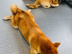 -柴源莊·柴小宠柴犬咖啡