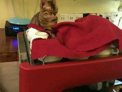 -猫色咖啡·猫咖