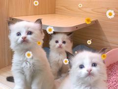 -十年猫舍·猫咪专门店(普陀店)