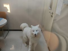 -瑞鹏宠物医院(大运分院)