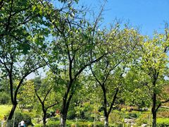 -铁山坪森林公园