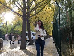 -三里屯东五街银杏大道