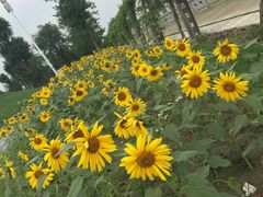 -南通洲际绿博园