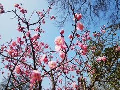 -梅花山(明孝陵内)