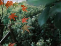 -昆山城市生态森林公园