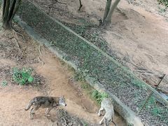 -深圳野生动物园