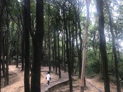 -火炉山森林公园