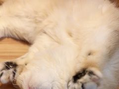 -猫十亿·布偶金渐层·曼基康矮脚猫舍(青年路店)