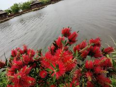 -杭州湾海上花田景区
