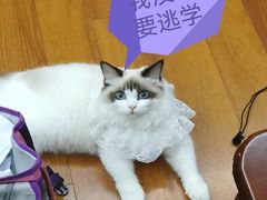 -欣宠猫屋·矮脚拿破仑·蓝金金渐层