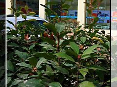 -中国移动(华阳路营业厅)