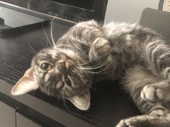 -猫大福·Fortune Cat猫舍(百子湾店)
