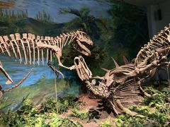 -自贡恐龙博物馆