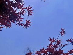 -羊山湖公园