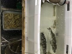 -阿杰臻选海鲜饭店(普陀山店)