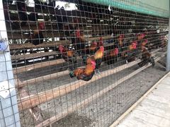 -洪湖家庭农场·团建·露营·会议