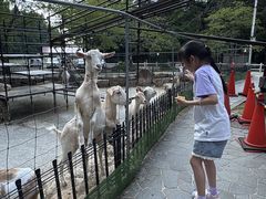 -神户市立六甲山牧场