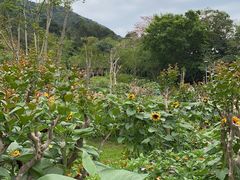 -深圳仙湖植物园-停车场