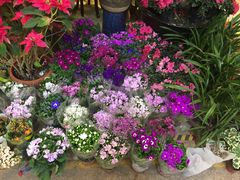 -双季花艺园艺市场(浦东店)