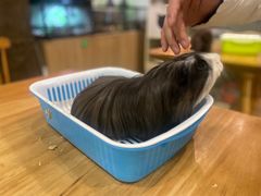 -藦茜花园宠物主题亲子互动体验馆(国顺东路店)