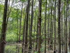 -桤木河湿地公园