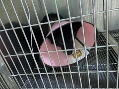 -爱贝特动物医院·猫口炎专科