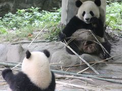 -都江堰中华大熊猫苑