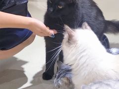 -藏猫猫咖啡主题馆(中央大道店)