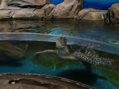 -沙沙哗啦海洋馆(华宇百花谷店)