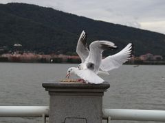 -海埂大坝