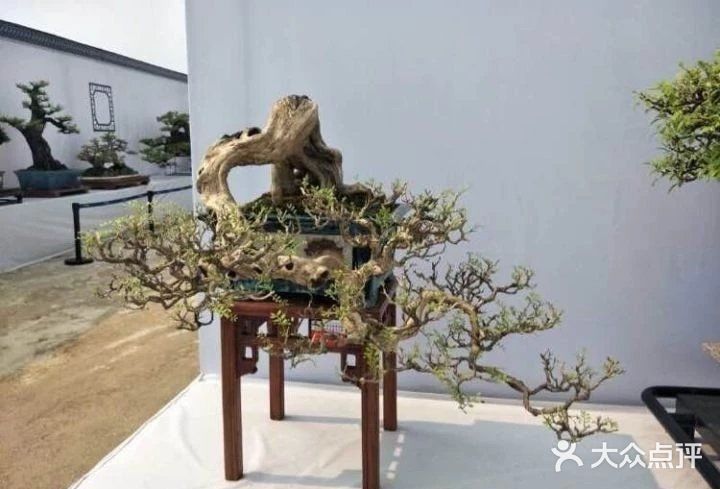 盆景沤肥的窍门