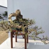 盆景沤肥的窍门